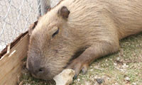 【動画】カピバラ、ヤマアラシ、スカンクのおひるね姿がカワイイ！！！ 