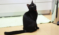 【動画】わんにゃん通信・宗村家の猫、リンちゃん 