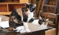 【動画】わんにゃん通信・美容室の看板猫③“ねこちゃんとこねこちゃん” 