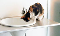 【動画】わんにゃん通信・美容室の看板猫②“こねこちゃん” 