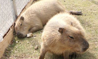 【動画】トリアスふれあい動物園、2012年10月1日に移転、リニューアルオープン！カピバラ編