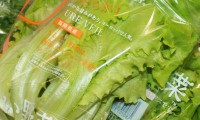 流水プールで育ったレタスがシャッキシャキでイイ感じ 