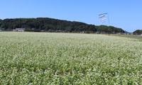 【動画】＜糸島へ行こう！＞１年でたったの1週間だけ、そばの花が満開ですよ！