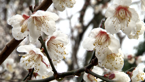 サクラの前に…ウメの花。もう見ましたか？