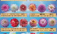 星の花公園にある標高500ｍ以上の天空庭園でダリアまつり開催中！！