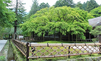 【動画】「雷山千如寺 大悲王院」はシャクナゲの季節が到来！！