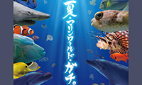 この夏、昼も夜もマリンワールドが「ガチで」すごい!?