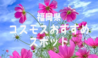 秋空に映えるコスモス畑☆福岡県コスモスお勧めスポットをご紹介！