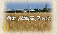 申込みは5月6日まで！黄金色に輝く麦畑を巡るフットパス5月13日開催