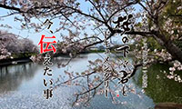 音楽劇アップダウン二人芝居「桜の下で君と」ドキュメンタリー～今、伝えたい事～、DVDが5月28日に発売！